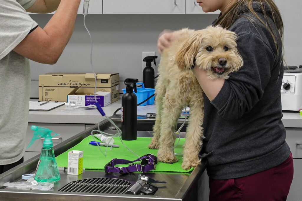 A veterinary technician holds a small, light-colored dog on an exam table while another person administers a fluid drip.
